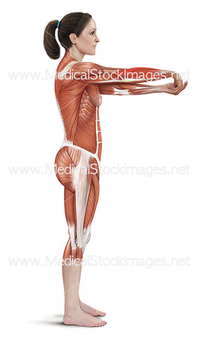 Wrist Extensor Stretch with Muscle Highlighted