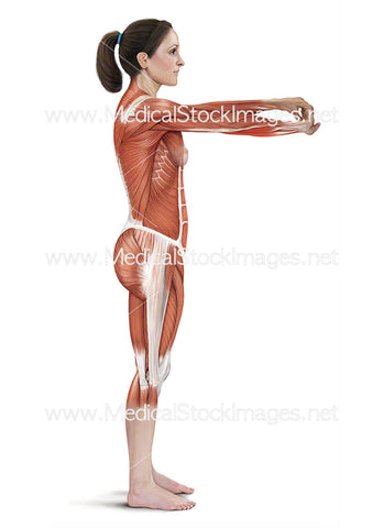 Rotating Wrist Stretch with Muscle Highlighted