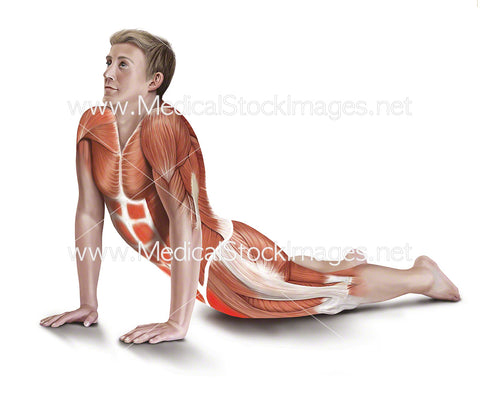 Cobra Stretch with Muscle Highlighted