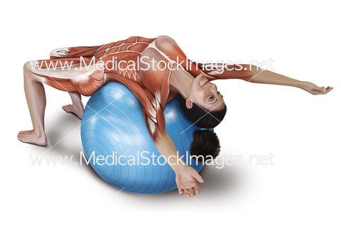 Supported Abdomen Stretch