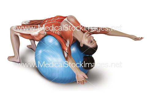 Supported Abdomen Stretch with Muscle Highlighted