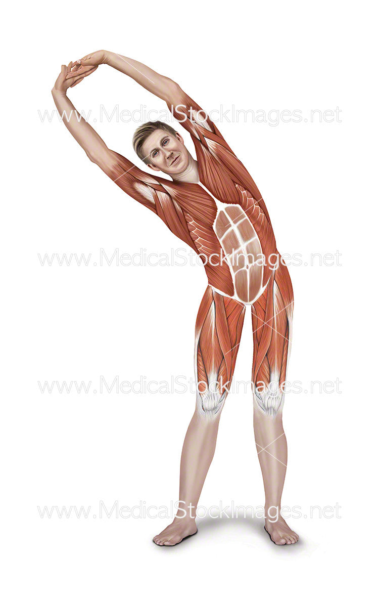 Standing Side Stretch – Medical Stock Images Company