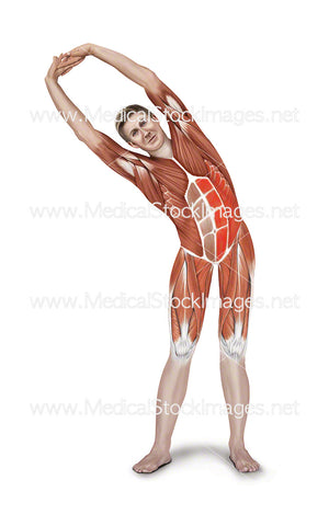 Standing Side Stretch with Muscle Highlighted