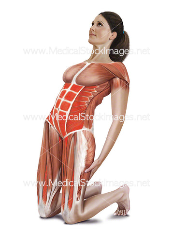 Kneeling Abdomen Stretch with Muscle Highlighted