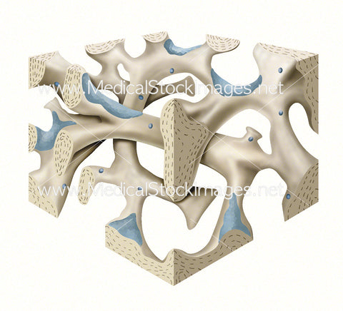 Architecture of Trabecular Bone