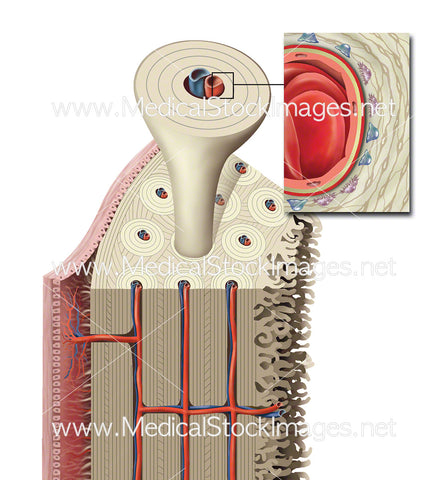 Compact Bone Structure Microscopic Level