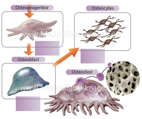 Cells of Bone (Remodelling) Diagram