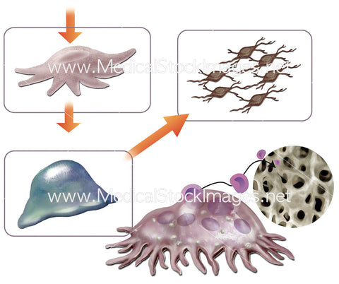 Cells of Bone (Remodelling) Diagram