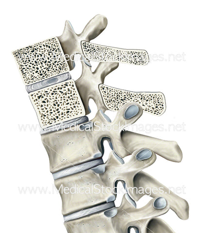 Thoracic Spine with Cross Sectioned Area