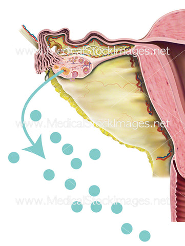 Release of Oestrogen from the Ovary