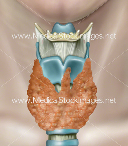 Thyroid Gland Anterior View