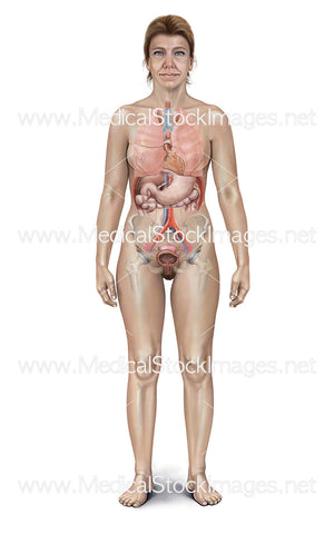 Middle Aged Woman Showing Internal Organs