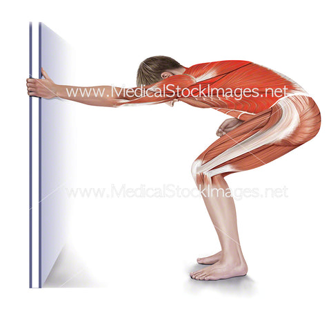 One-arm Lat Stretch with Muscles Highlighted