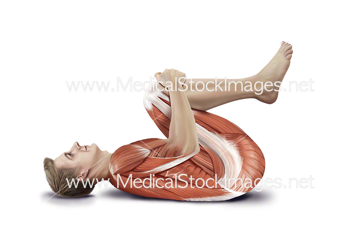 Double Knee-to-Chest Stretch – Medical Stock Images Company