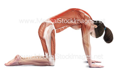 Cat Stretch with Muscles Highlighted
