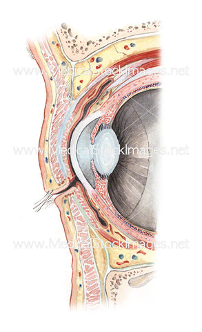 Orbital Cavity of the Eye (Sagittal View)
