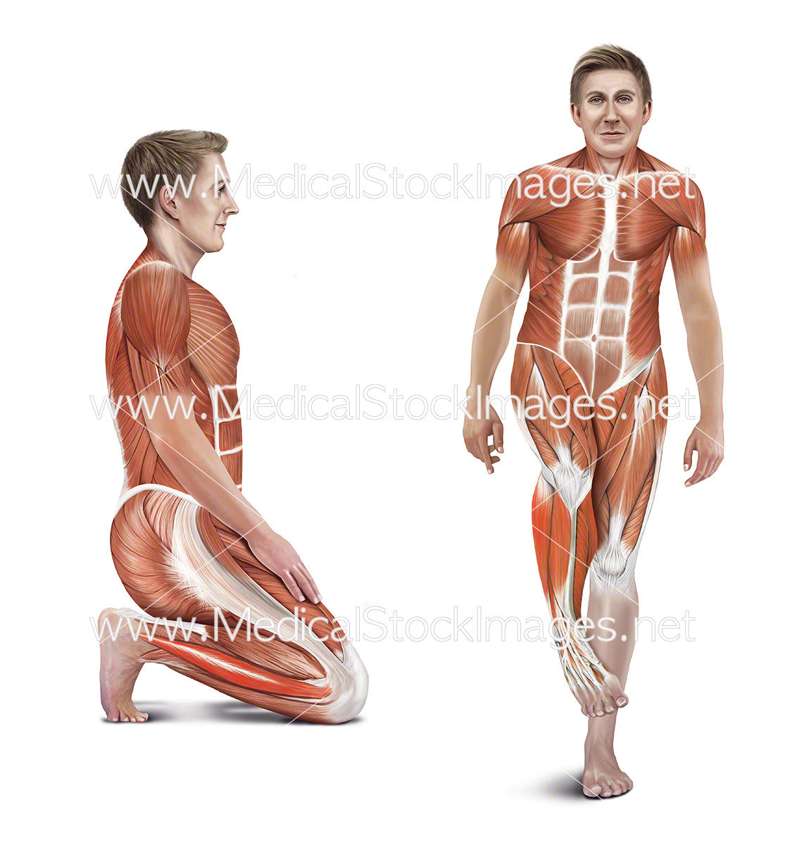 Ankle Rotation Muscle Ankle Rotation and Toe Squat Stretches with Muscles Highlighted ...