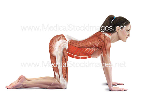 Cow Stretch with Muscles Highlighted