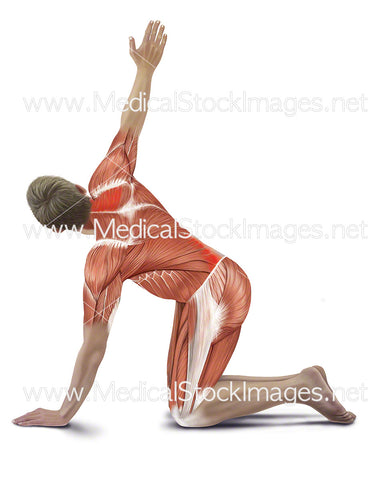 Kneeling Back Rotation Stretch with Muscles Highlighted