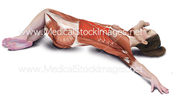 Lower Back Rotation Stretch with Muscles Highlighted – Medical Stock ...