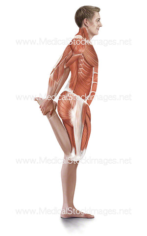 Standing Quadriceps Stretch