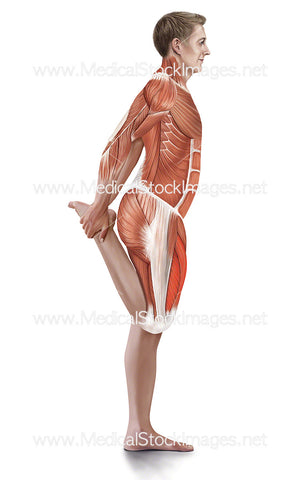 Standing Quadriceps Stretch with Muscles Highlighted