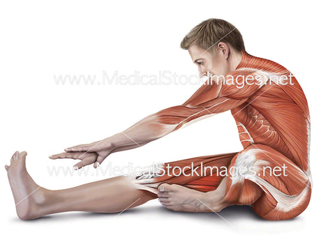 Sitting One-leg Hamstring Stretch with Muscles Highlighted