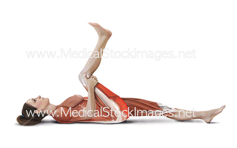 Lying Hamstring Stretch with Muscles Highlighted