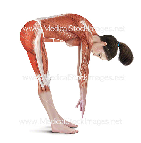 Standing Hamstring Stretch with Muscles Highlighted