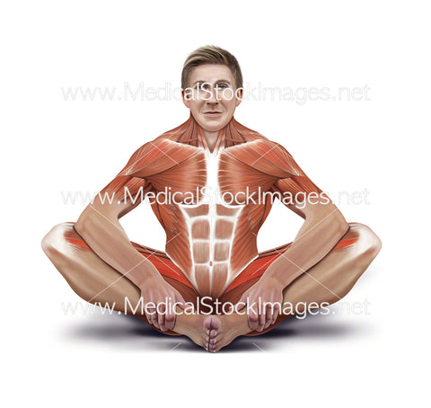 Sitting Adductor Stretch with Muscles Highlighted