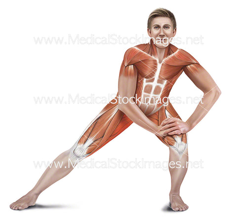 Side Lunge Adductor Stretch with Muscles Highlighted