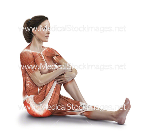 Sitting Buttock Stretch with Muscles Highlighted