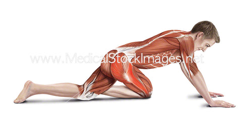 Pigeon Hip Stretch with Muscles Highlighted