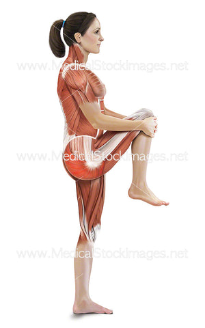 Standing Knee-to-chest Stretch with Muscles Highlighted