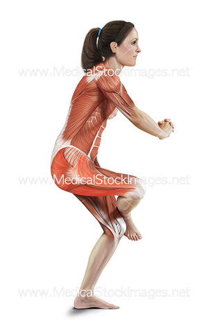 Standing Outer Hip Stretch with Muscles Highlighted