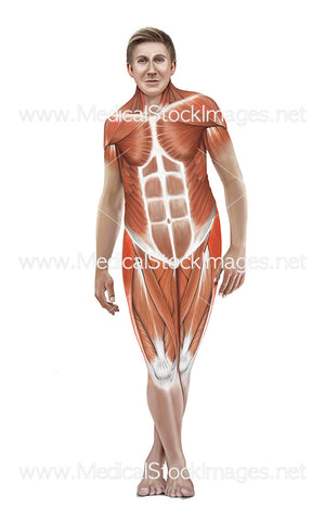 Standing Iliotibial Stretch with Muscles Highlighted