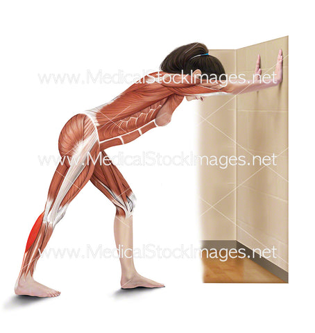 Leaning Calf Stretch with Muscles Highlighted