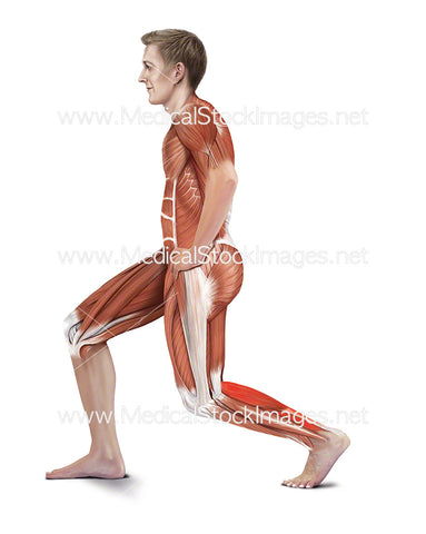 Standing Achilles Stretch with Muscles Highlighted