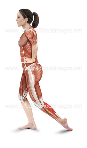 Standing Shin Stretch with Muscles Highlighted