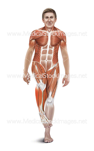 Ankle Rotation Stretch with Muscles Highlighted – Medical Stock Images ...