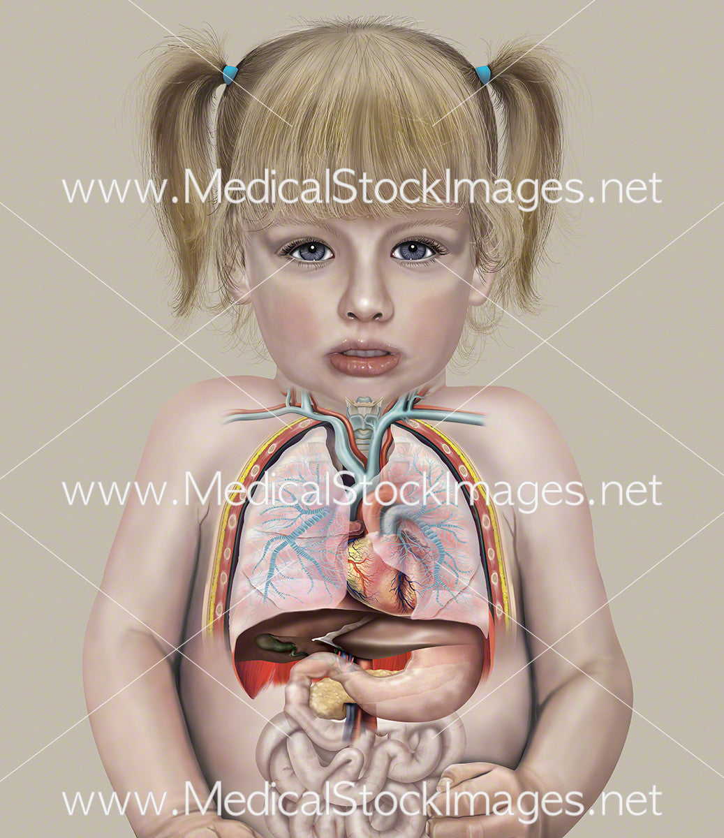 Chest Child Anatomy Of A Child Anatomy For Kids | BIPmd