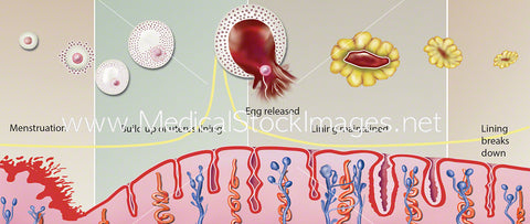 Menstrual Cycle Diagram (Labelled)