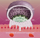 Pack of 5 Images Showing Conception from Menstrual Cycle to Implantation