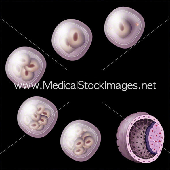Cell Development – Medical Stock Images Company