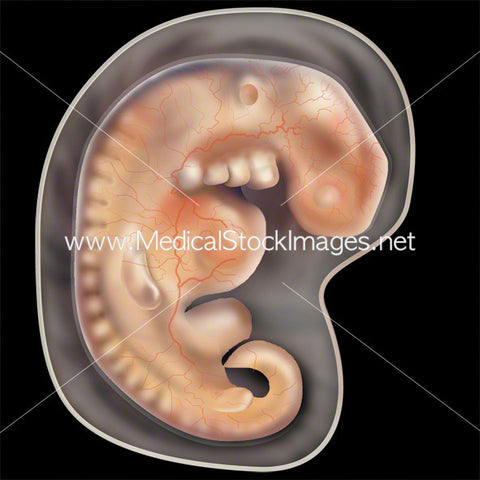 Week 4 Fetal Development