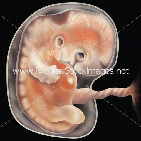 Week 6 Fetal Development