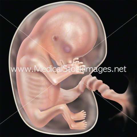Week 9 Fetal Development