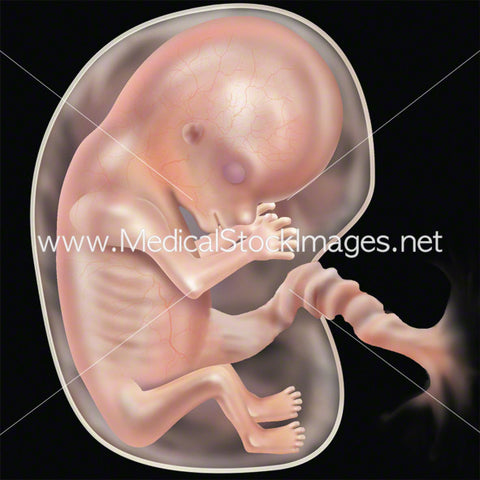 Week 9 Fetal Development