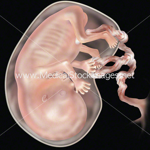 Week 10 Fetal Development