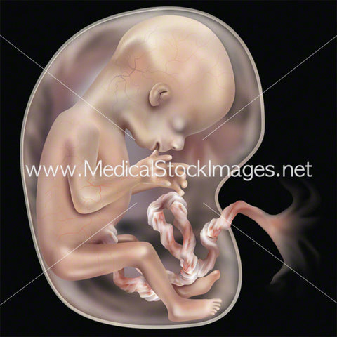 Week 13 Fetal Development